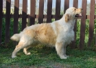 VENDO LAS 2 ULTIMAS CACHORRITAS DE GOLDEN - mejor precio | unprecio.es
