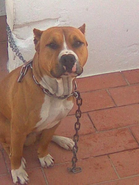 VENDO ULTIMOS CACHORROS DE PITBULL