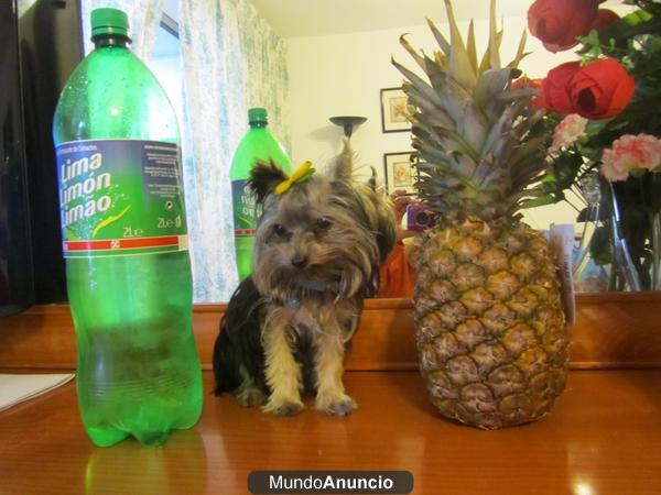 VENTA DE PERRITOS Y0RKSHIRE