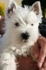 WESTY BUSCA NOVIA - mejor precio | unprecio.es