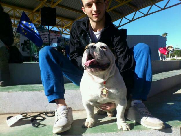 BullDog Ingles Monta con pedegree
