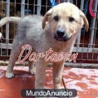 cachorros en adopcion - mejor precio | unprecio.es