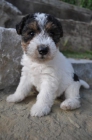 camada de fox terrier pelo duro - mejor precio | unprecio.es