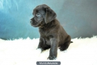 LABRADOR PRECIOSOS CANELAS Y NEGROS - mejor precio | unprecio.es