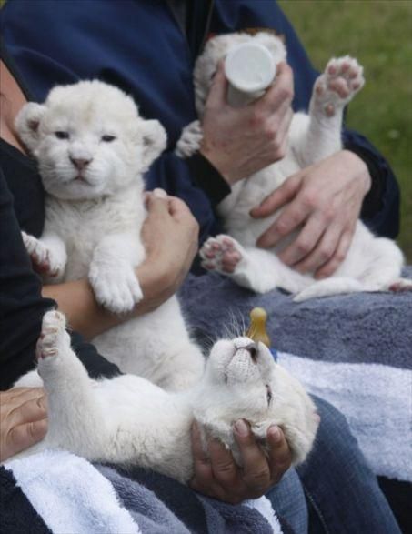 leones bebé pequeño para la venta.