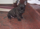 perro bulldog frances - mejor precio | unprecio.es