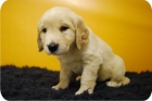 Preciosos Golden Retriever , cachorros nacionales . - mejor precio | unprecio.es