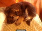 vendo cachorros de pastor aleman con mes y medio - mejor precio | unprecio.es