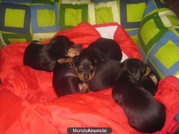 venta de minipincher