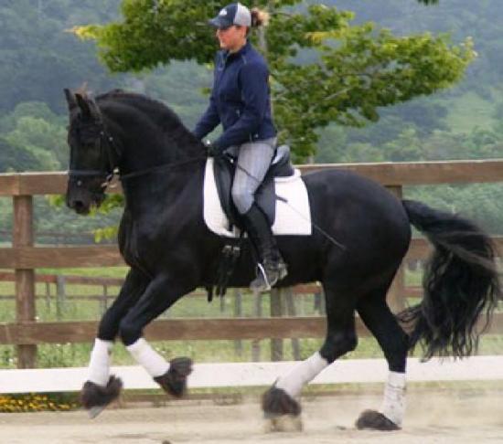 Así castrado Friesian capacitado (caballo).