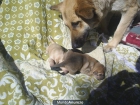 BUSCAMOS HOGAR PARA CACHORROS PRECIOSOS - mejor precio | unprecio.es