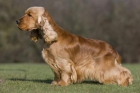 Cocker Spaniel dorados con pedigree - mejor precio | unprecio.es