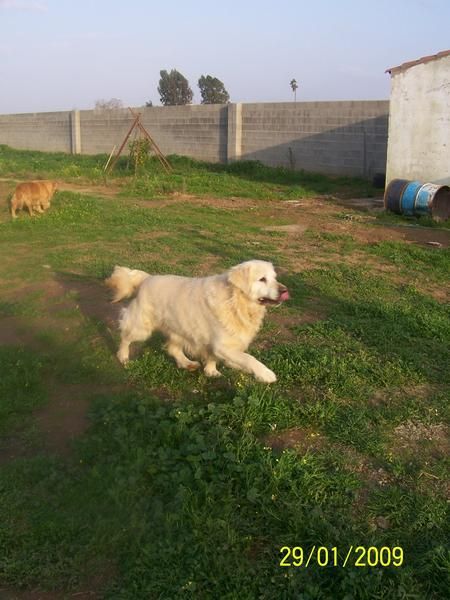 golden retriever, gran semental para montas