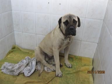 LO VAN A SACRIFICAR. PRECIOSO Y NOBLE BULLMASTIFF, ESTA EN LA PERRERA DE GESSER.