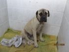 LO VAN A SACRIFICAR. PRECIOSO Y NOBLE BULLMASTIFF, ESTA EN LA PERRERA DE GESSER. - mejor precio | unprecio.es