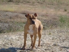 pitbull (americano)puro para montas - mejor precio | unprecio.es