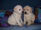 preciosos cachorros de LABRADOR CON PEDIGREE 360EUROS - mejor precio | unprecio.es