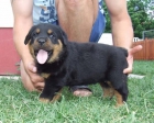 ROTTWEILER CACHORROS - mejor precio | unprecio.es