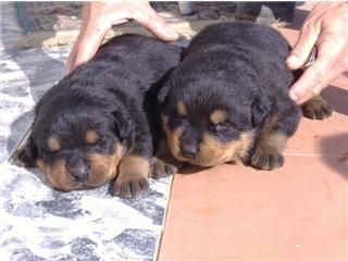 ROTTWEILER CAMADA