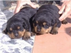 ROTTWEILER CAMADA - mejor precio | unprecio.es