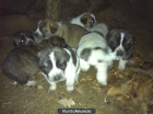 SE VENDEN CACHORROS DE MASTIN - mejor precio | unprecio.es