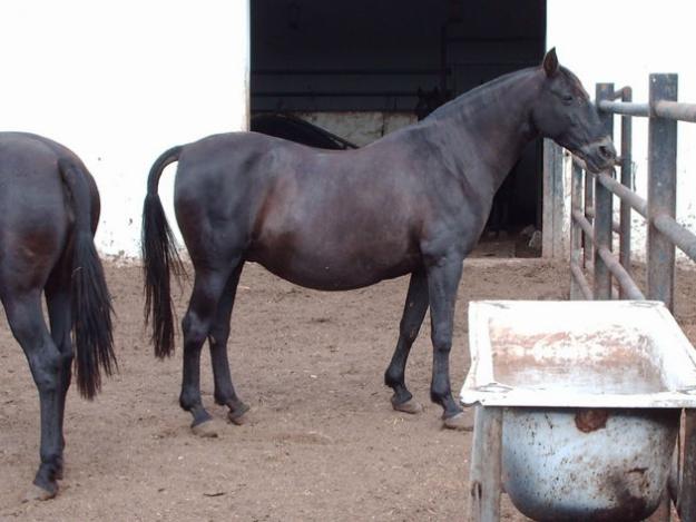 VENDO CABALLOS NEGROS Y YEGUAS TB.CABALLO ALVINO