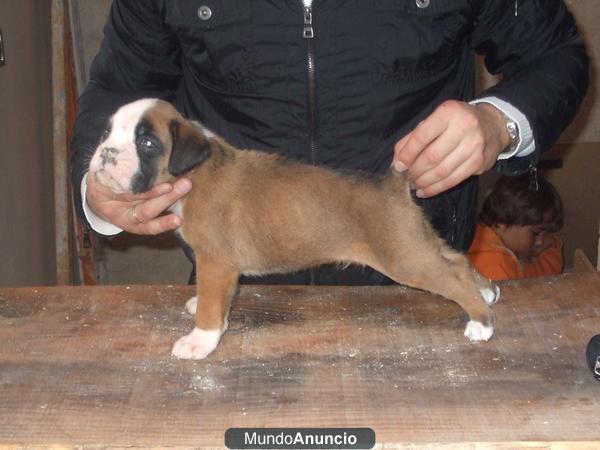 boxer en venta