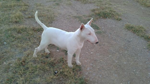 bull terrier