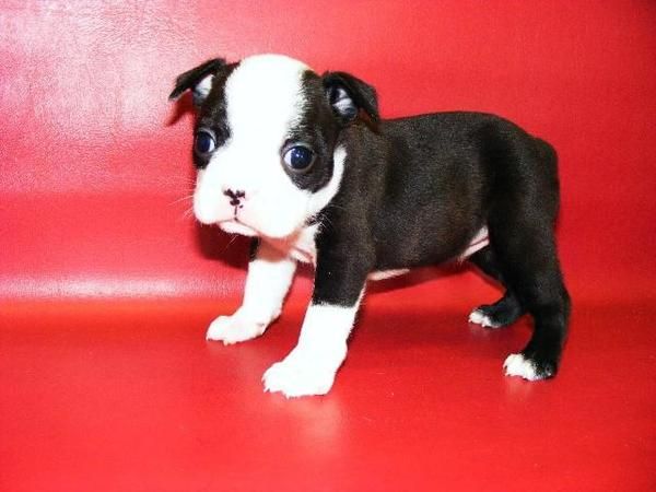 especial y precioso cachorro bulldog francés, con grandes cualidades,