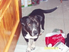Ofrezco American Pitbull para monta en granada - mejor precio | unprecio.es