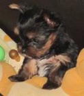 Preciosa cachorra de Yorkshire Terrier - mejor precio | unprecio.es
