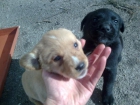 se venden preciosos cachorros labrador - mejor precio | unprecio.es