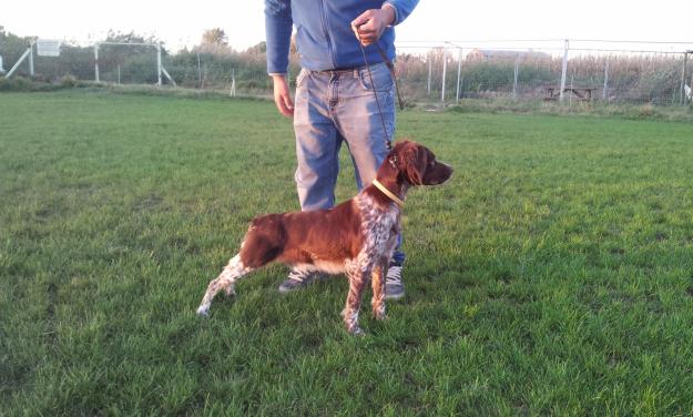 Vendo perros truferos