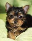 Yorkie cachorro afectuoso para usted. - mejor precio | unprecio.es