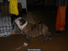 BULLDOG INGLÉS PEDIGREE NACIONAL - mejor precio | unprecio.es