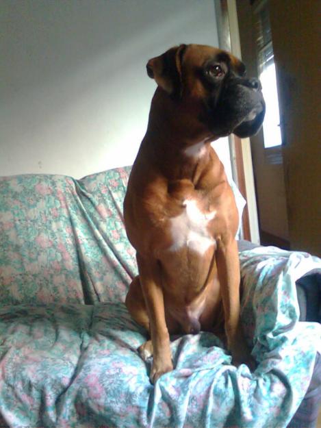 Busco novia boxer barcelona