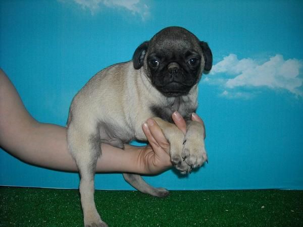Cachorretes Carlino 600