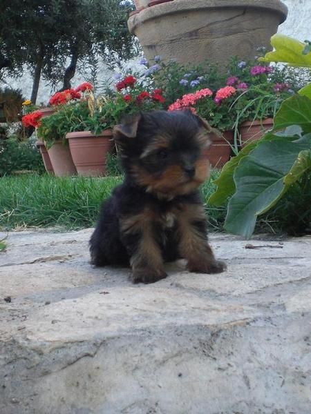 Cachorrita de Yorkshire mini con pedigri (LOE)