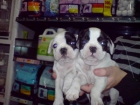 CACHORRITOS DE BULLDOG FRANCES, PRECIOSOS - mejor precio | unprecio.es