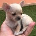 cachorros chihuahuas minis - mejor precio | unprecio.es