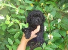 caniche hembra toy negra precio calidad - mejor precio | unprecio.es