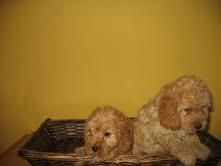 CANICHES APRICOT 250