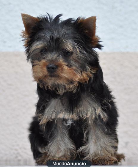 IMPRESIONANTES CACHORRITOS YORKSHIRE MINIS