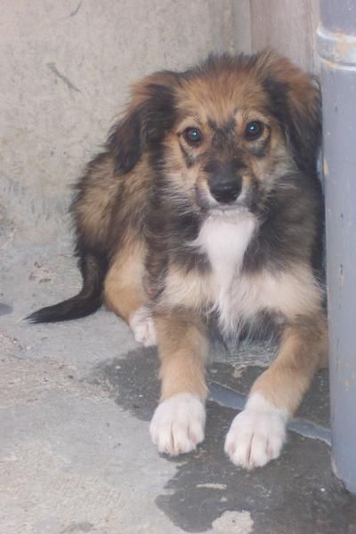 jossef busca hogar