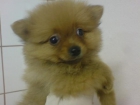 Pomerania Lulu, pequeños zorritos - mejor precio | unprecio.es