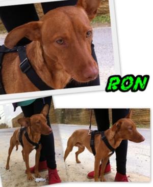 Precioso, Podenco Ron!!!