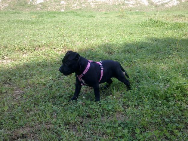 se vende staffy. el  padre es freeman del doradostaff