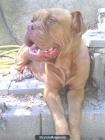 urge vender dogo de burdeos - mejor precio | unprecio.es
