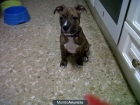 vendo American Pitbull Terrier - mejor precio | unprecio.es