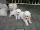 Vendo cachorro de samoyedo - mejor precio | unprecio.es